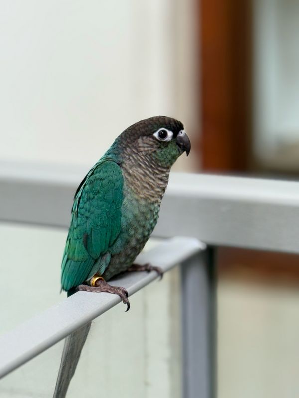 Turquoise Green Cheeked Conure