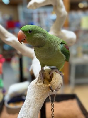 Alexandrine Parakeet