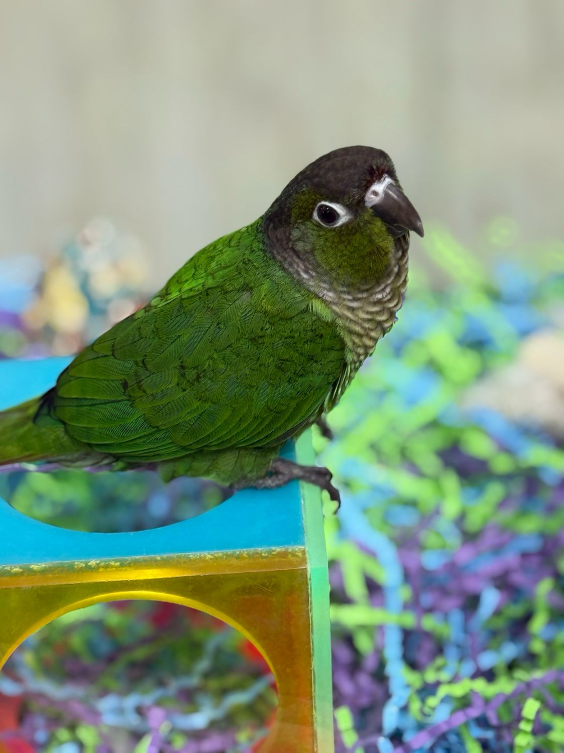 Green Cheeked Conure