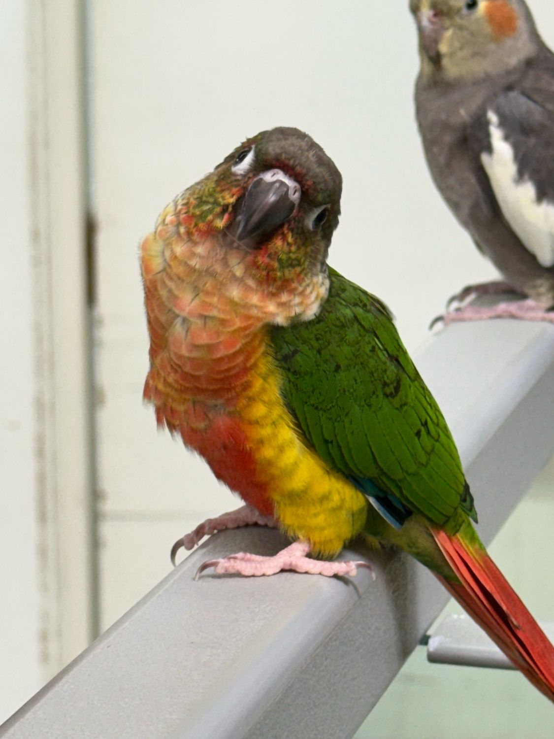 High Red Yellow Sided Green Cheeked Conure