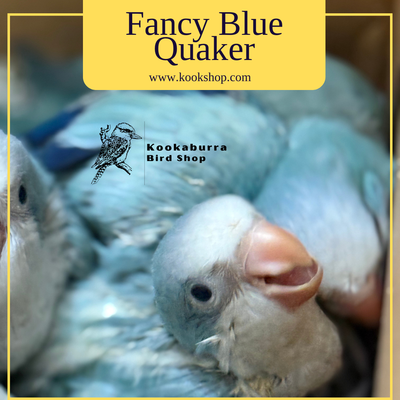 Fancy Blue Quaker Parrot