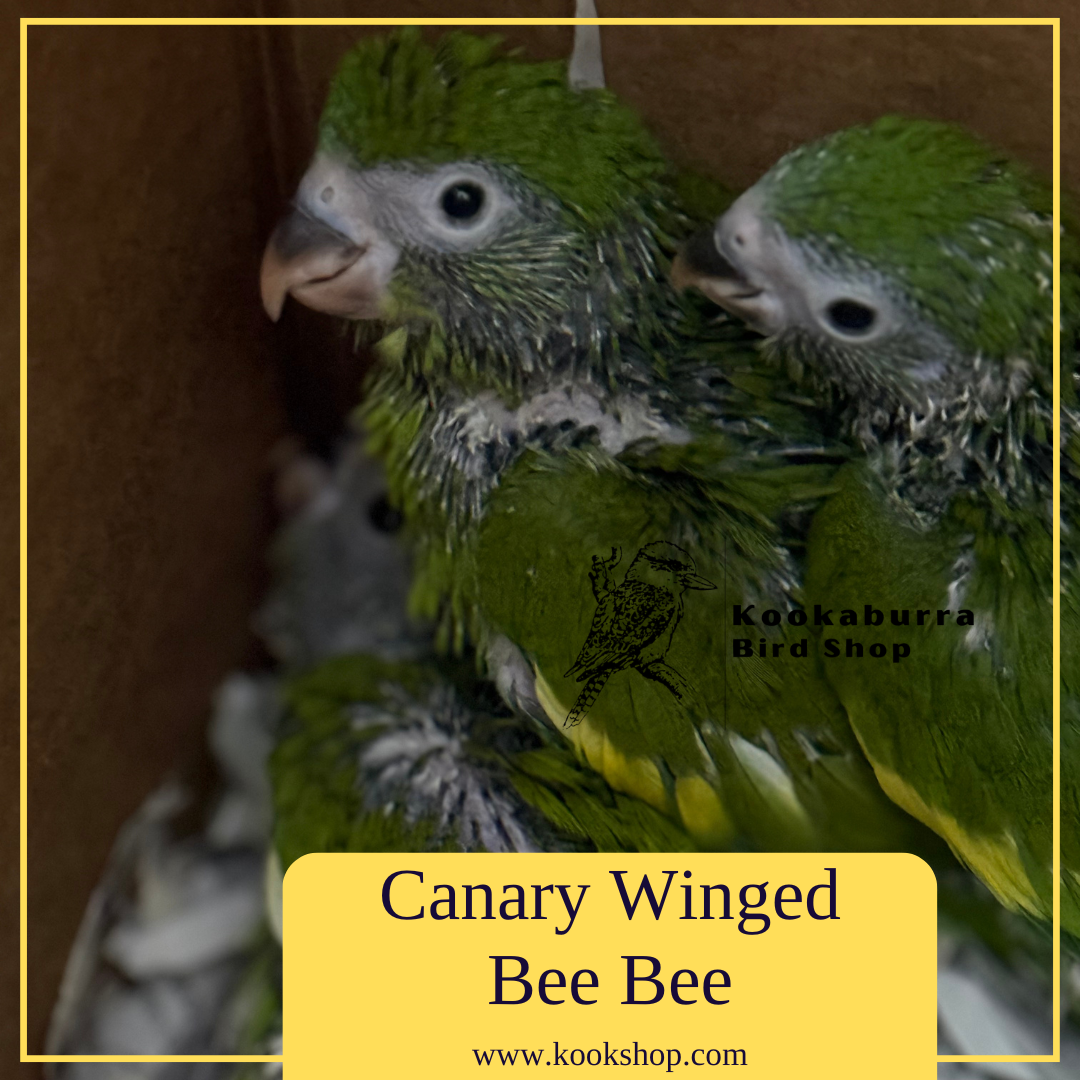Canary Wing Bee Bee