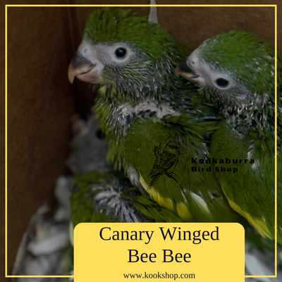 Canary Wing Bee Bee