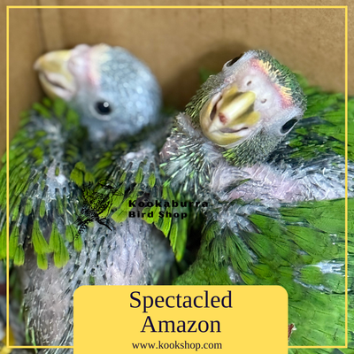 Spectacled Amazon aka White Fronted