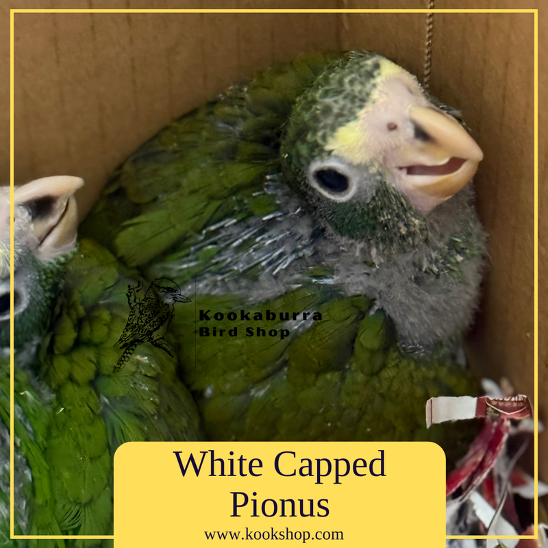 White Capped Pionus