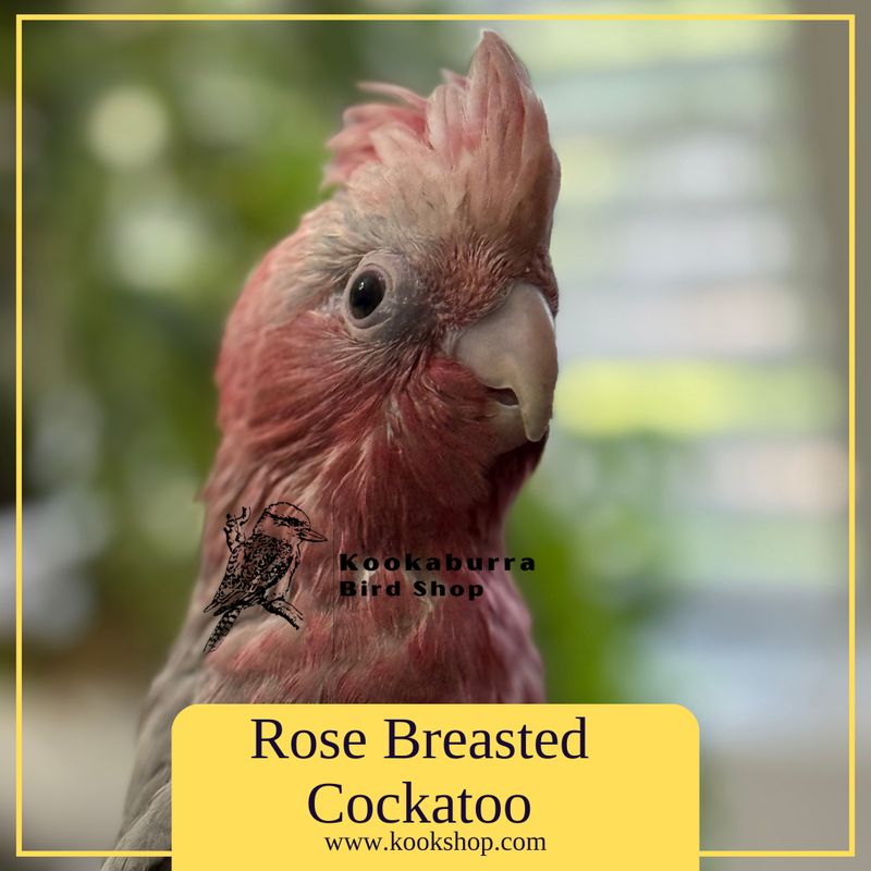 Rose Breasted Cockatoo aka Galah