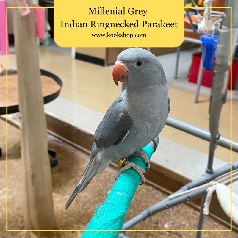 Millenial Grey Indian Ring Neck Parakeet