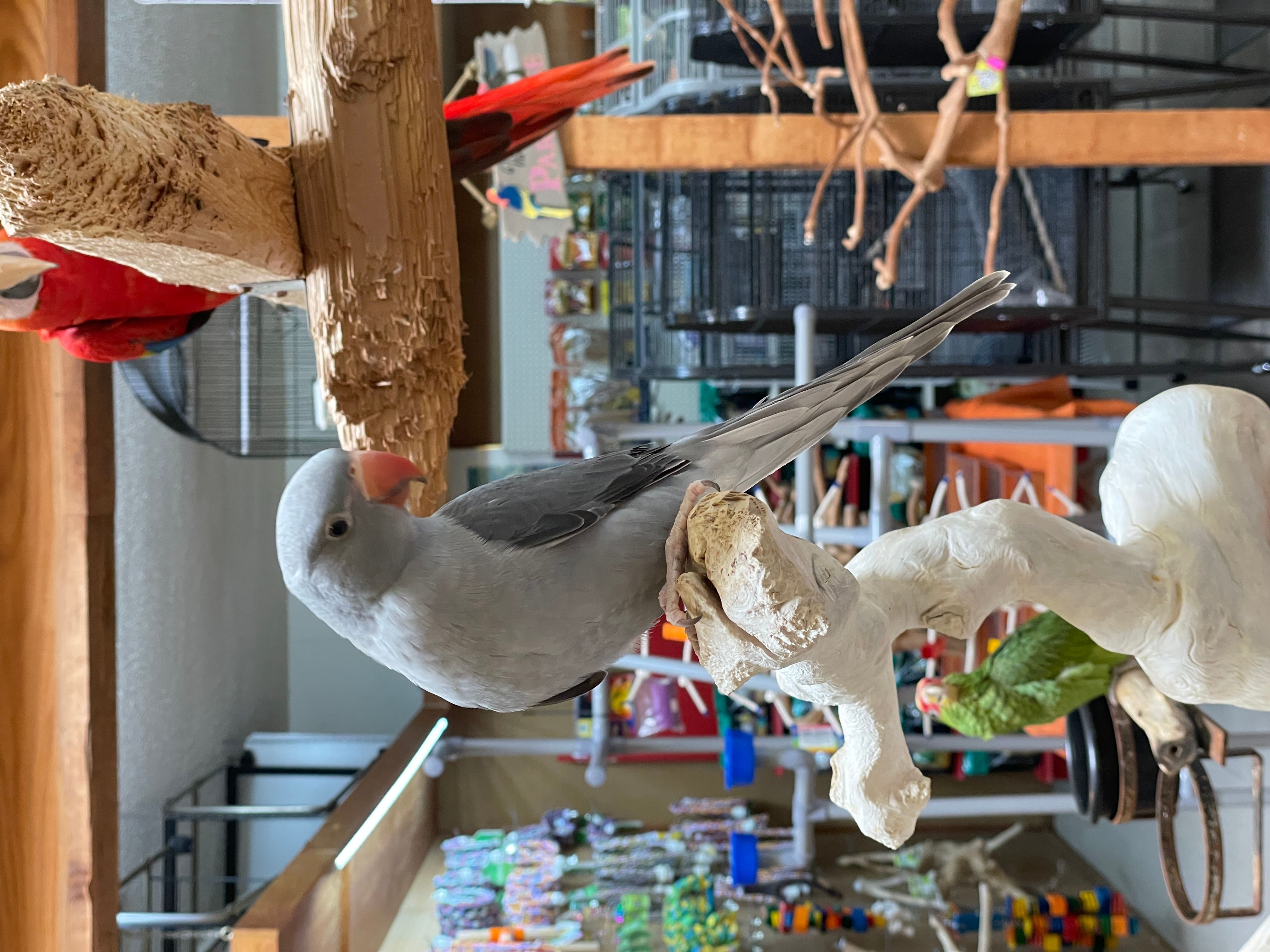 Millenial Grey Indian Ring Neck Parakeet