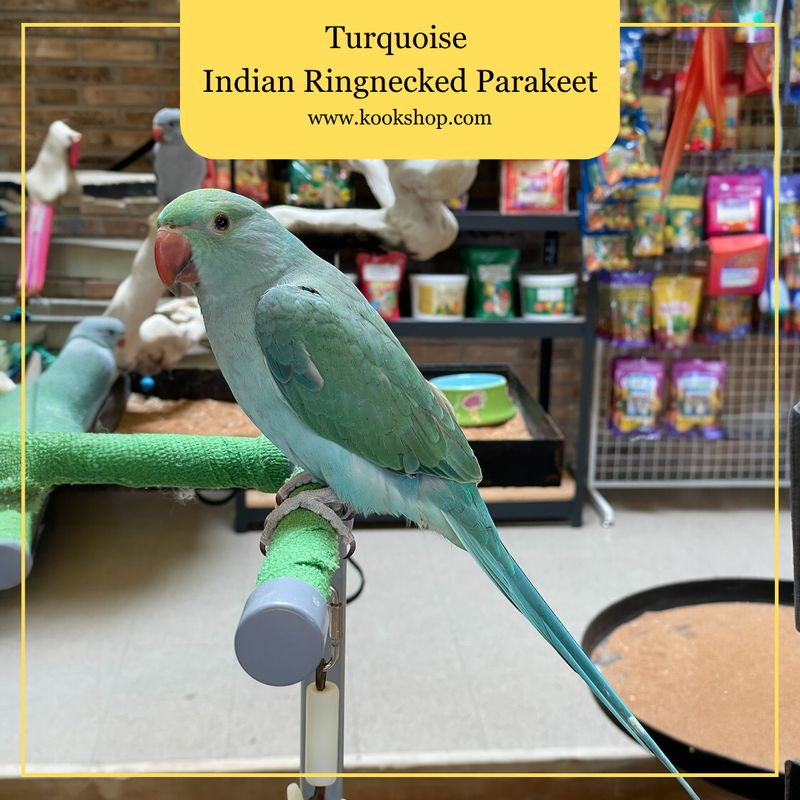 Turquoise Indian Ring Neck Parakeet