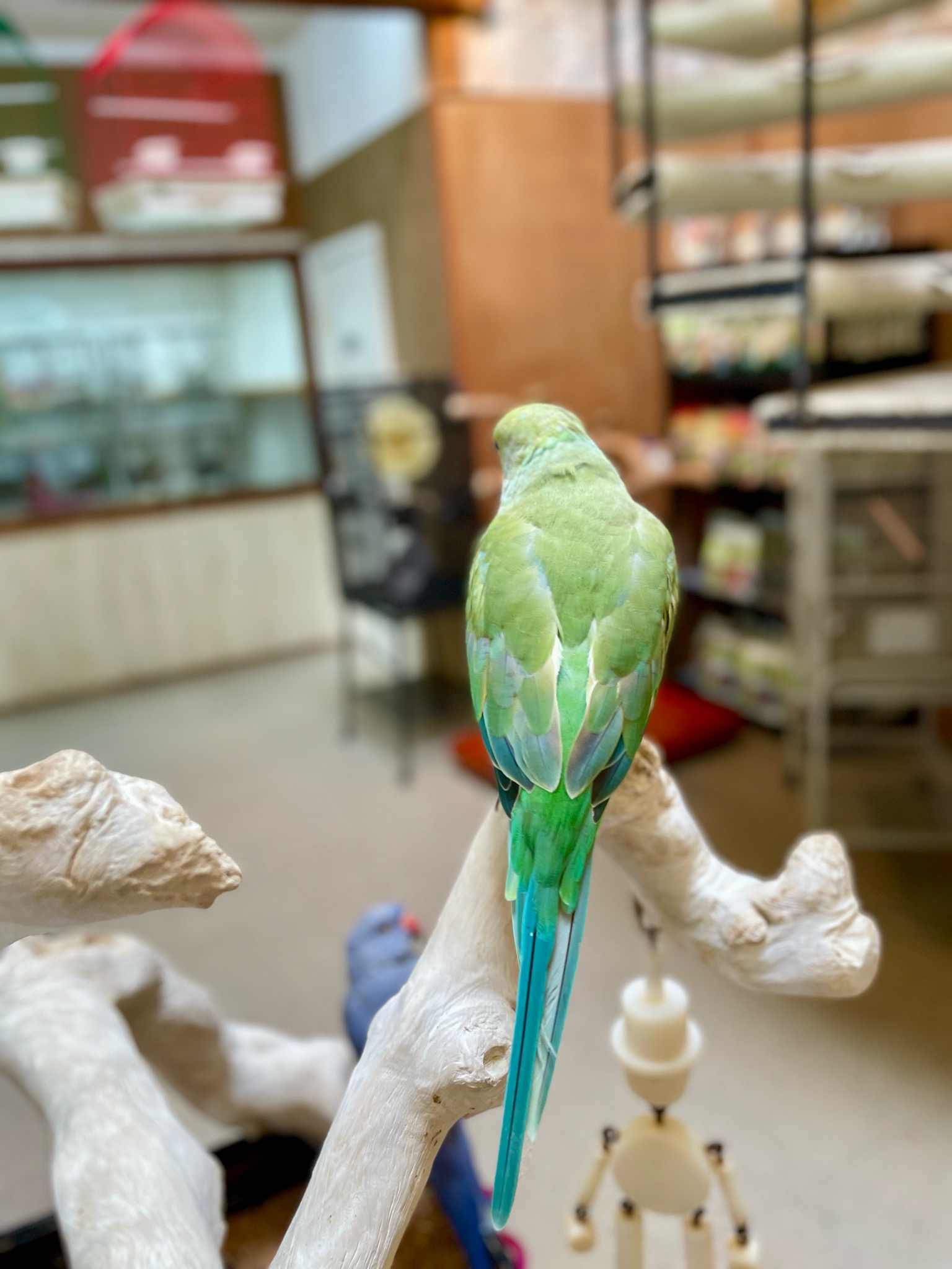 Turquoise Indian Ring Neck Parakeet