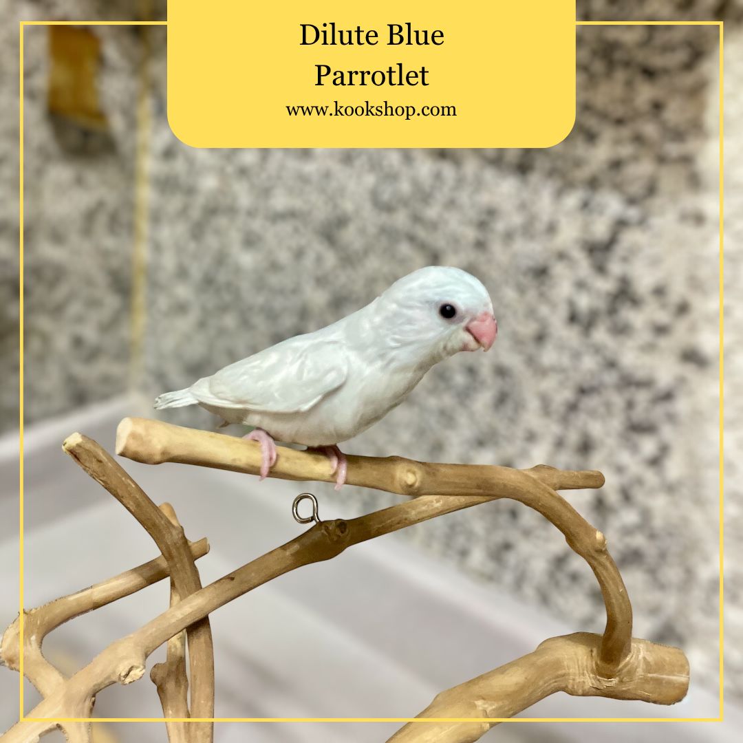 Parrotlet (Dilute Blue)