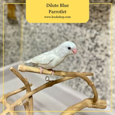 Parrotlet (Dilute Blue)