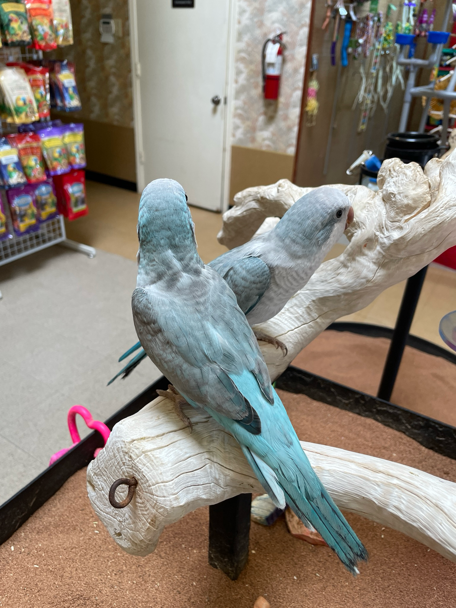 Fancy Blue Quaker Parrot