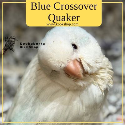 Blue Crossover Quaker Parakeet