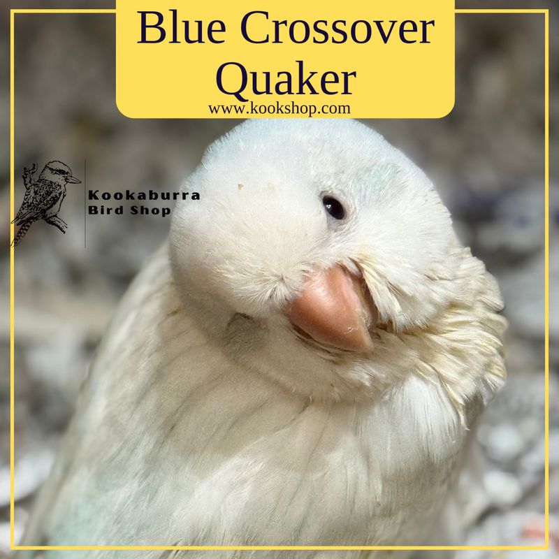 Blue Crossover Quaker Parakeet