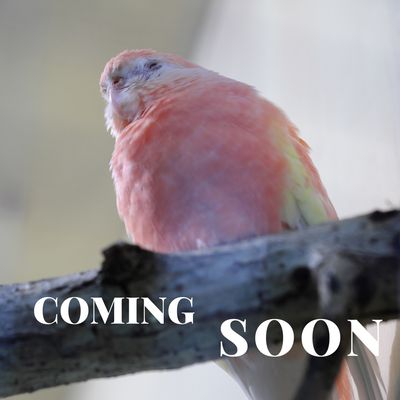 Rosey Bourke's Parakeet (Rubino)