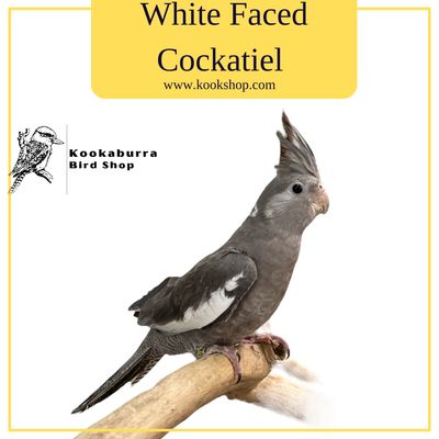 White Faced Cockatiel White Faced Cockatiel