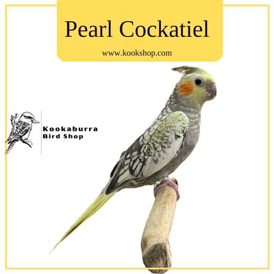 Cockatiel (Pearl)
