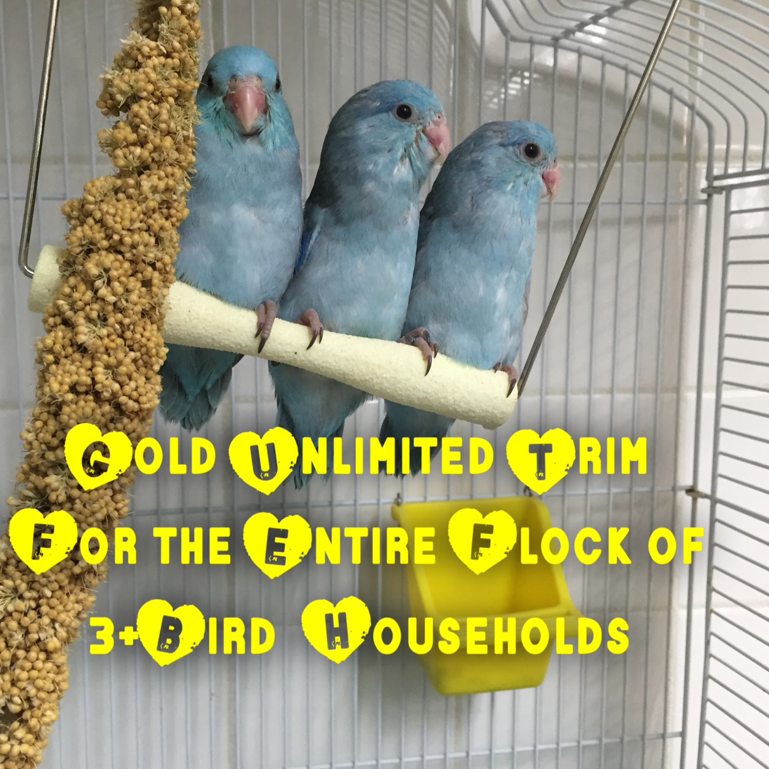2026 Gold Unlimited Trimming Plan - Three or More Bird Household