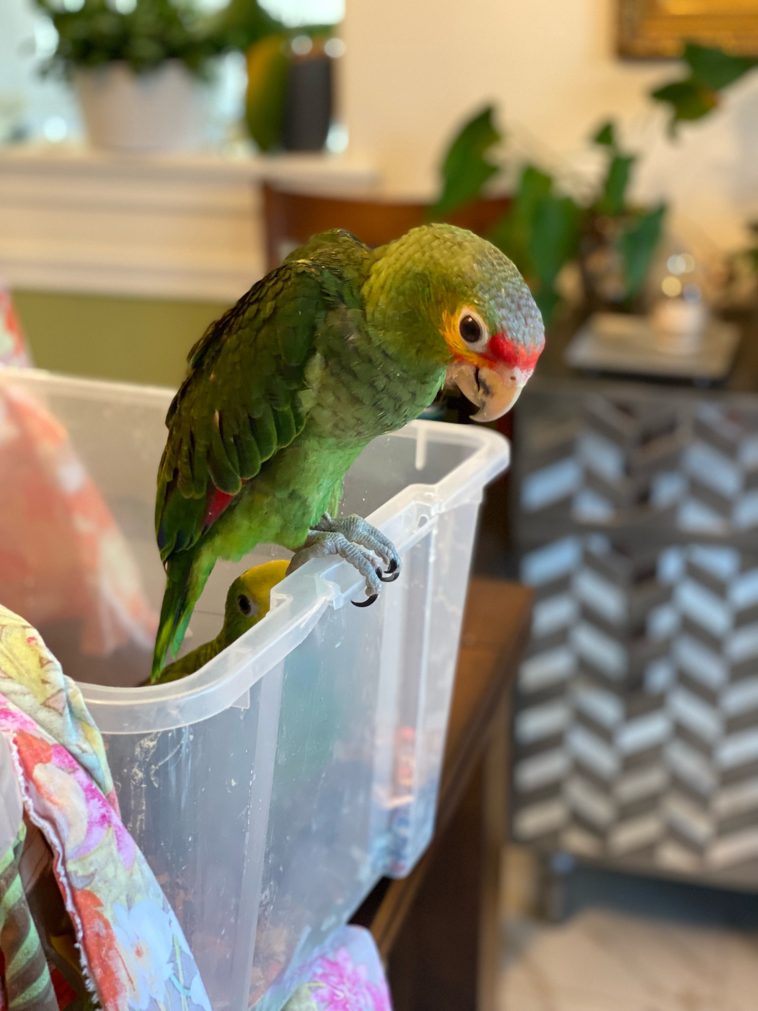 Red-lored Amazon
