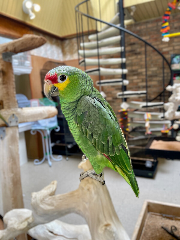 Red-lored Amazon Red-lored Amazon