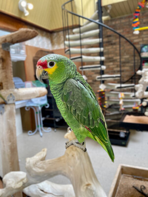 Red-lored Amazon Red-lored Amazon