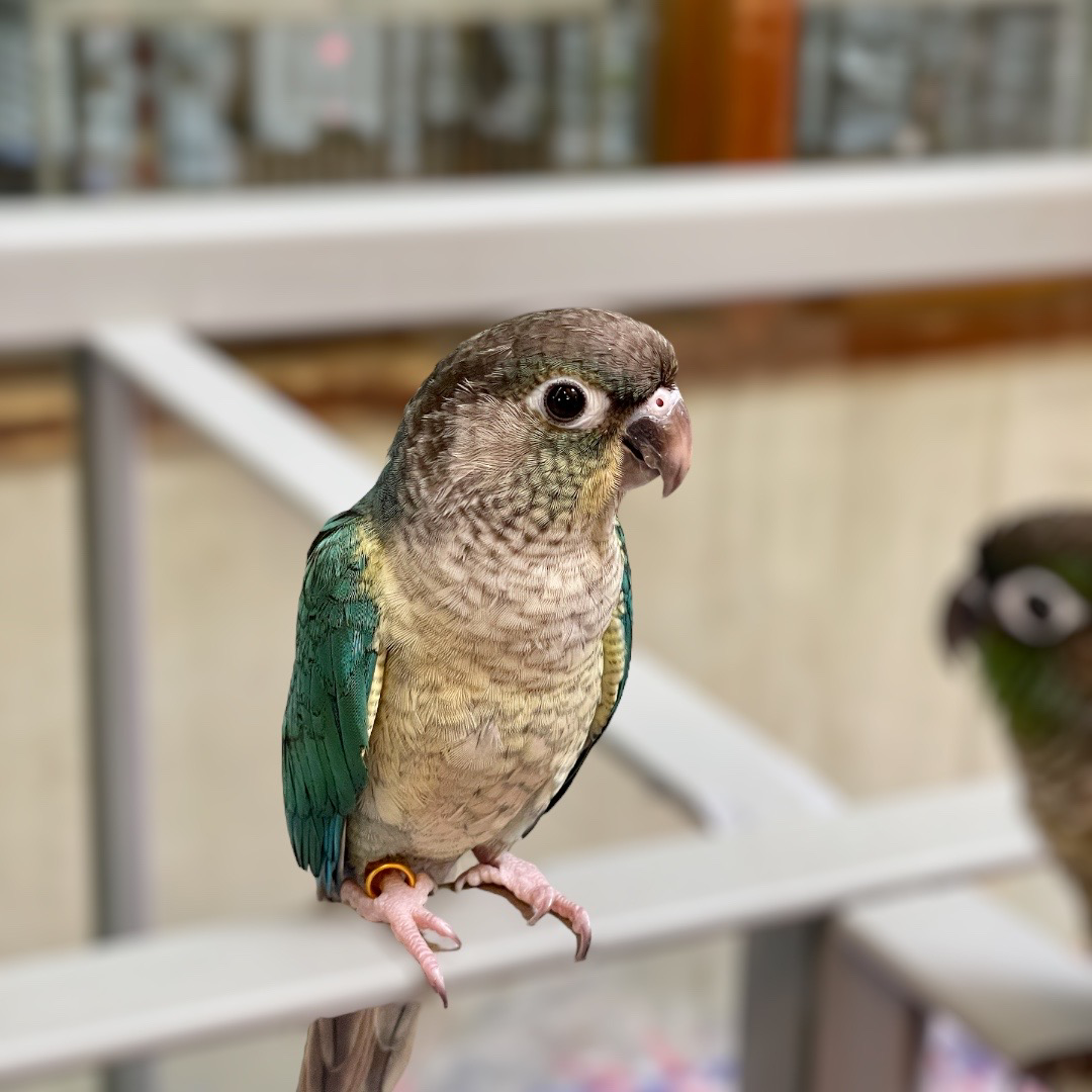 Yellow-Sided Turquoise Green Cheeked Conure