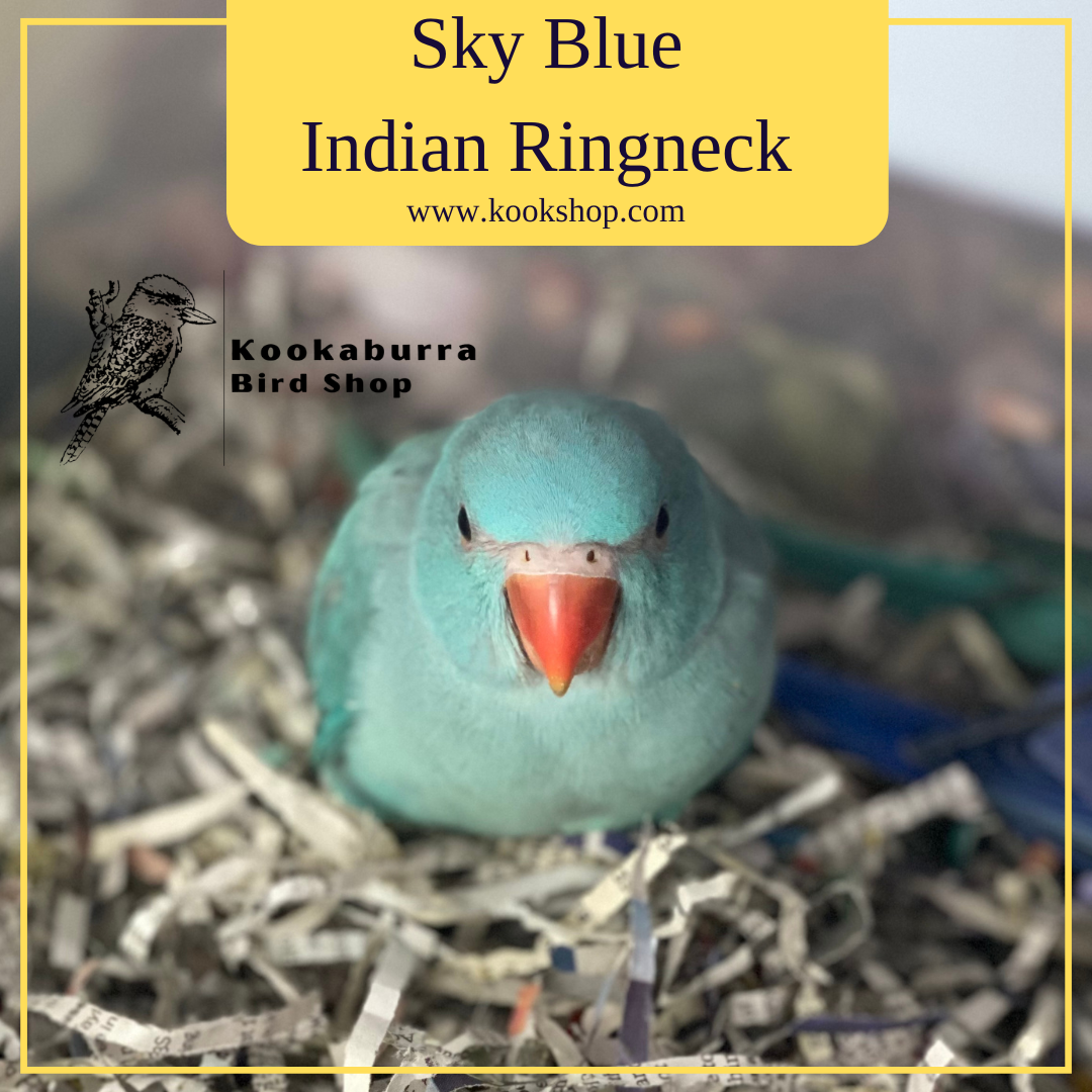 Sky Blue Indian Ringneck Parakeet