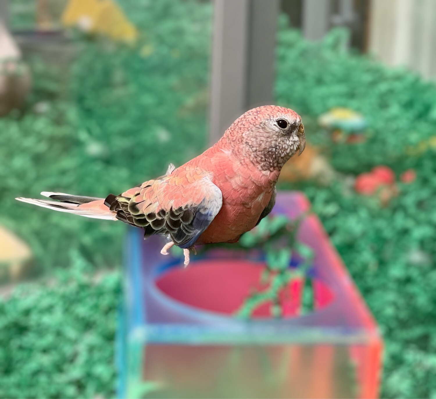 Rosey Bourke's Parakeet