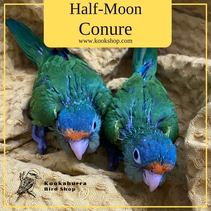 Half Moon Conure Half Moon Conure
