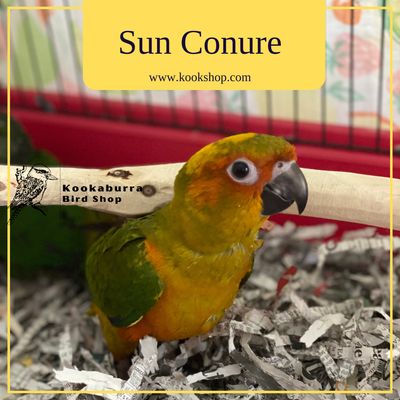 Sun Conure Sun Conure