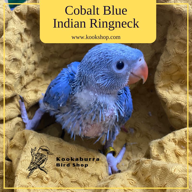 Cobalt/Violet Blue Indian Ringneck Parakeet