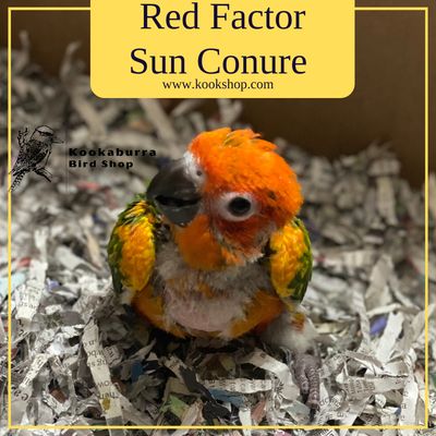 Red Factor Sun Conure