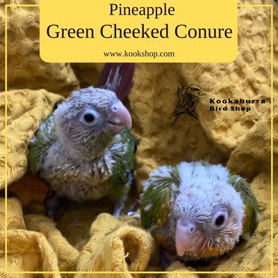 Assorted Green Cheeked Conure