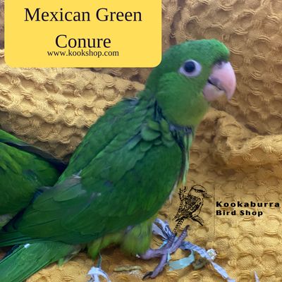 Mexican Green Conure Mexican Green Conure