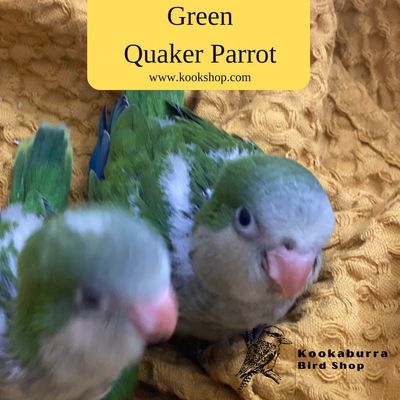 Green Quaker Parrot Green Quaker Parrot