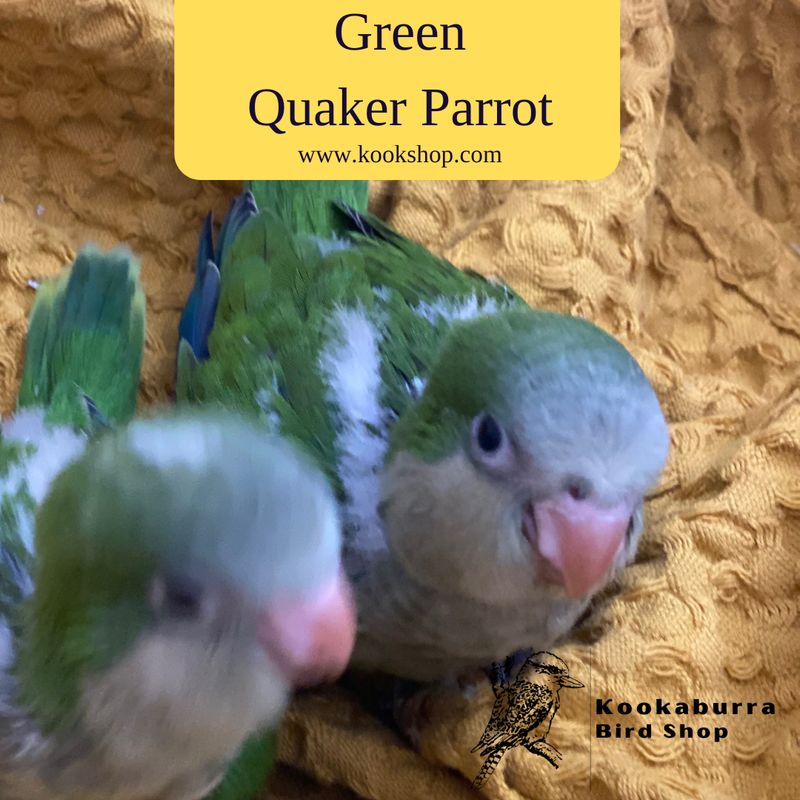 Green Quaker Parrot Green Quaker Parrot