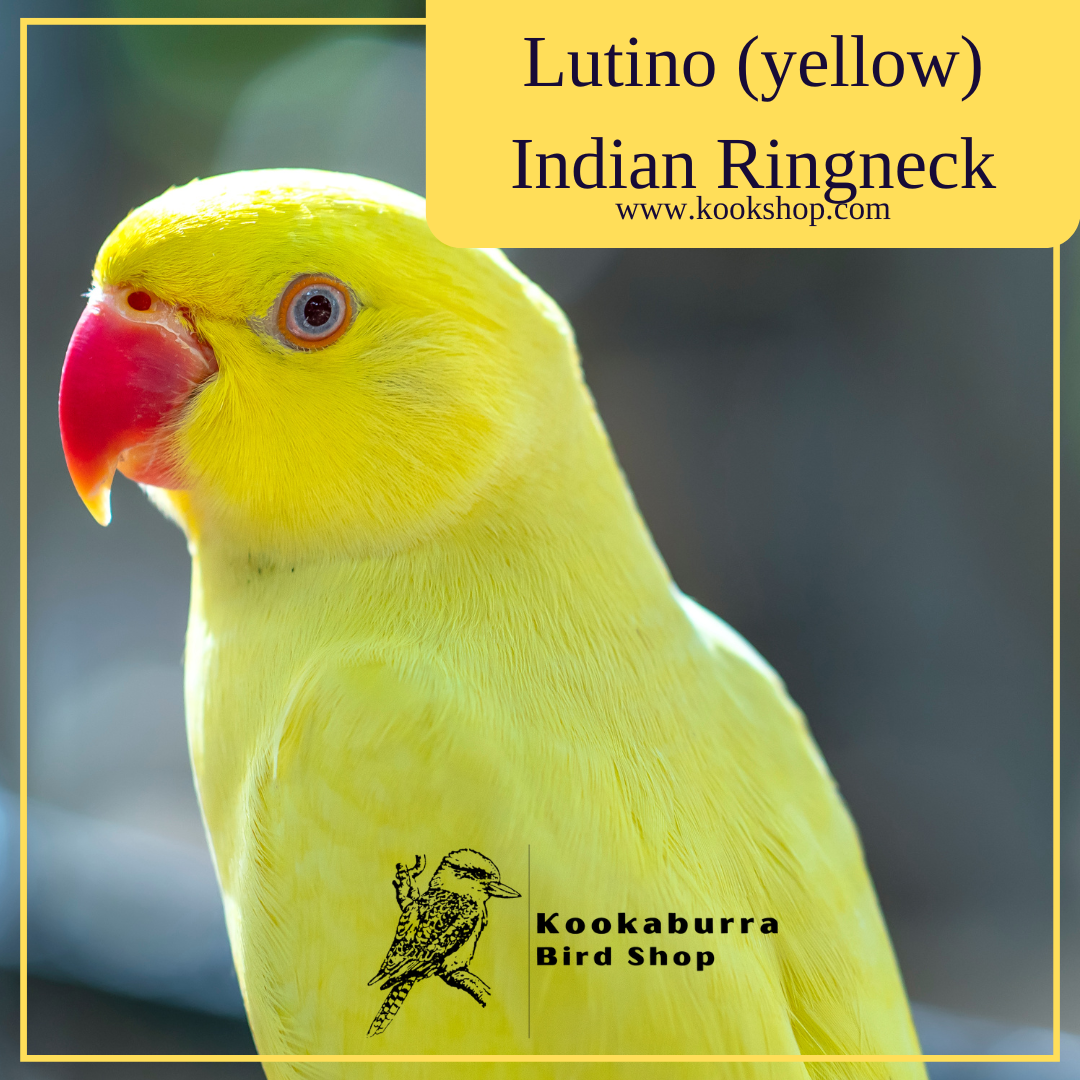 Lutino (yellow) Indian Ringneck Parrakeet