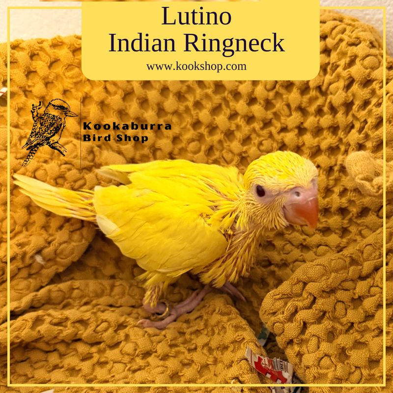 Lutino (yellow) Indian Ringneck Parrakeet