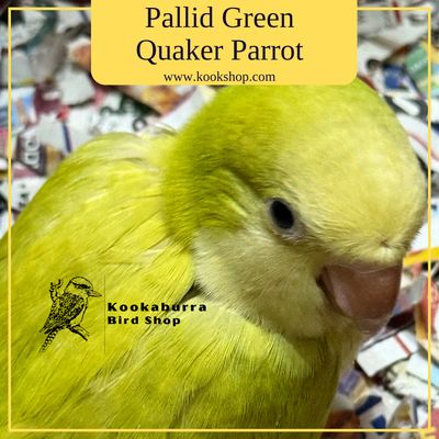 Pallid Green Quaker Parrot Pallid Green Quaker Parrot