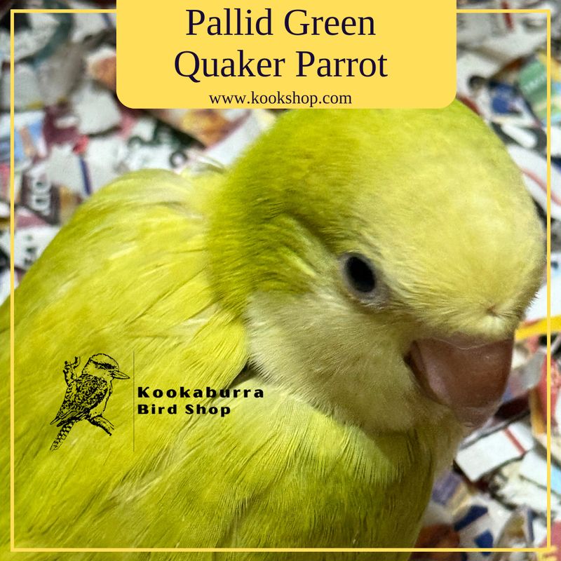 Pallid Green Quaker Parrot Pallid Green Quaker Parrot