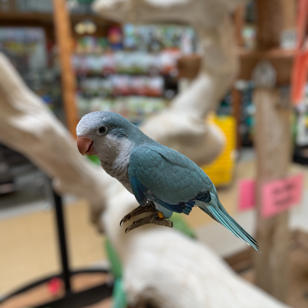 Blue Quaker Parrot