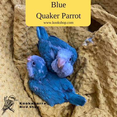 Blue Quaker Parrot Blue Quaker Parrot