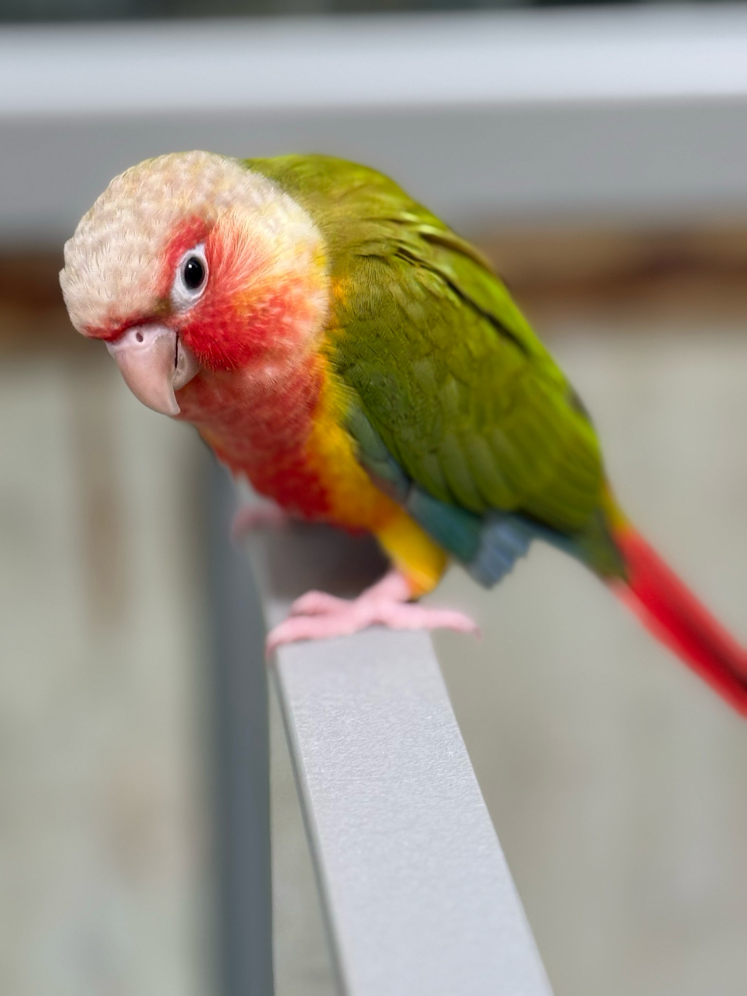 High Red Pineapple Green Cheeked Conure