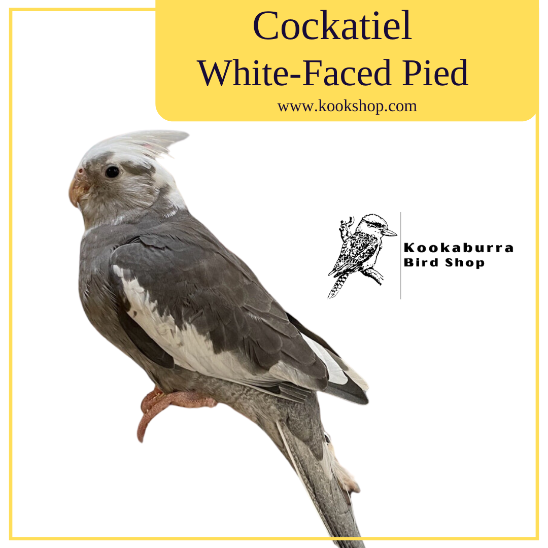 Cockatiel (White Faced Pied)