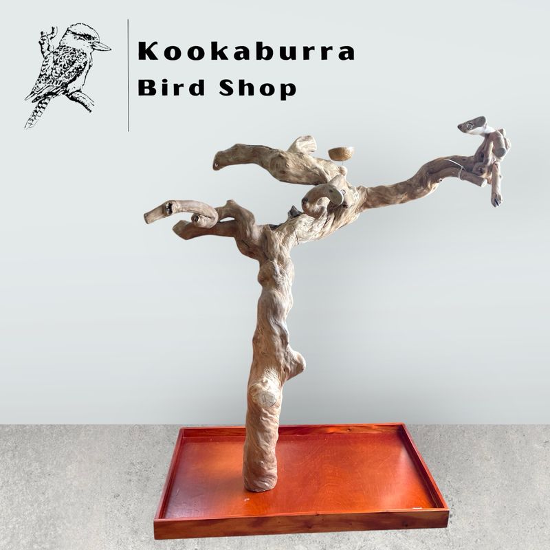 Large Floor Standing Java Tree