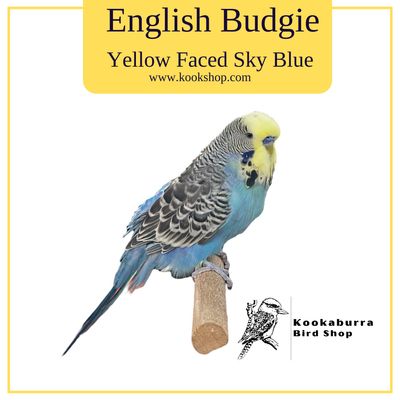 English Budgie (Yellow Faced Sky Blue) English Budgie (Yellow Faced Sky Blue)