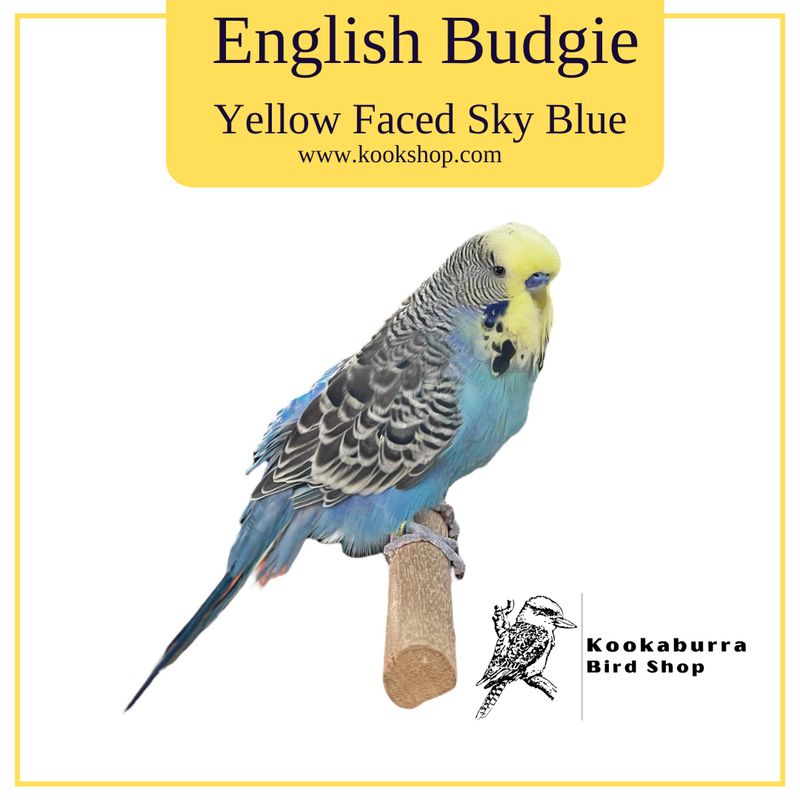 English Budgie (Yellow Faced Sky Blue)