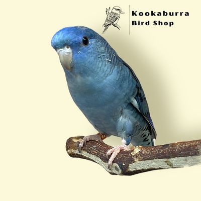 Lineolated Parakeet (Blue) Lineolated Parakeet (Blue)