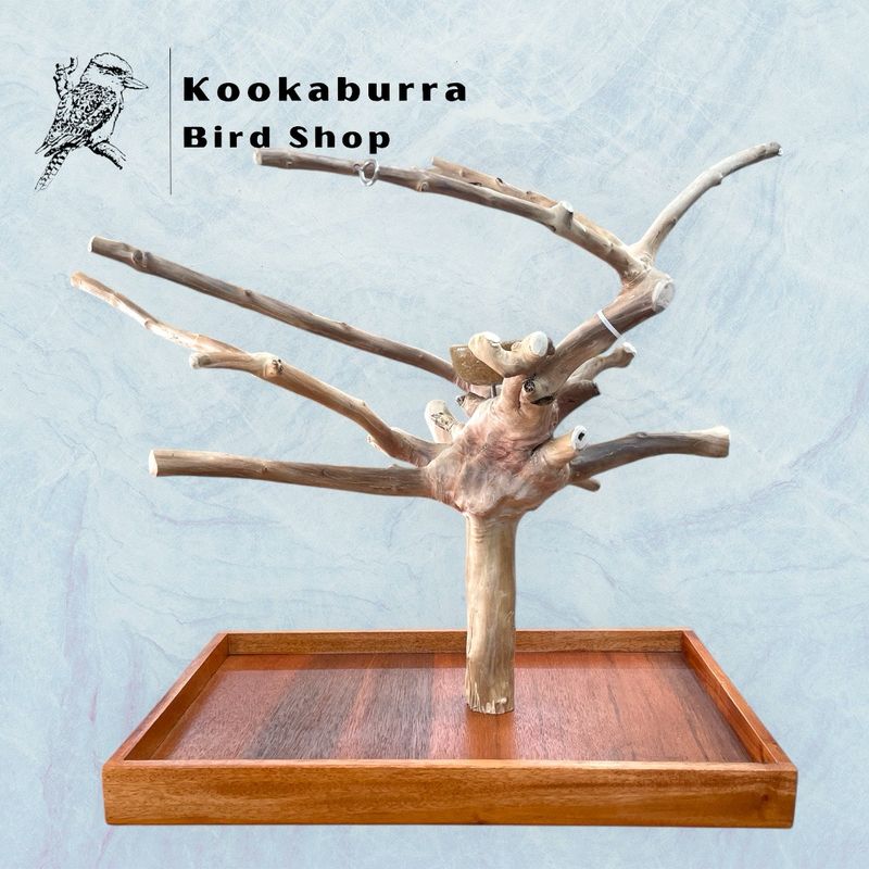 Medium Table Top Java Tree